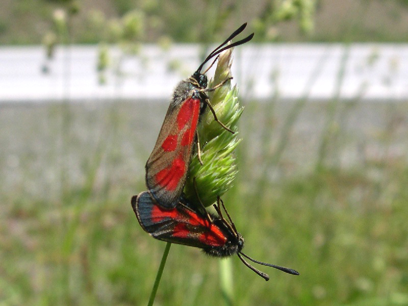 Zygaena loti